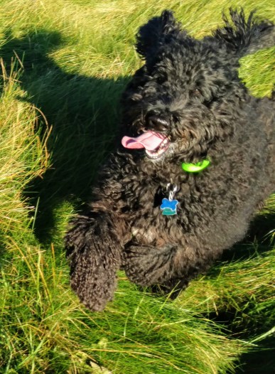 IMG_20161009_160214986