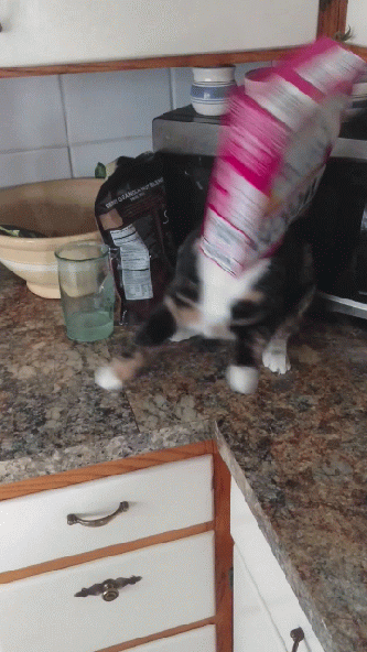 vid_20170312_131120527-animation